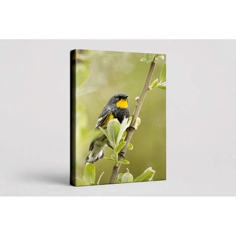 «100 Marsh Wren», art mural sur toile, L 14 po x H 11 po