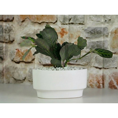 Art Decor Oval Small Concrete Planter Pot (Case of 8) - Boronda Outdoor