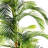 Panama Palm Tree in Planter