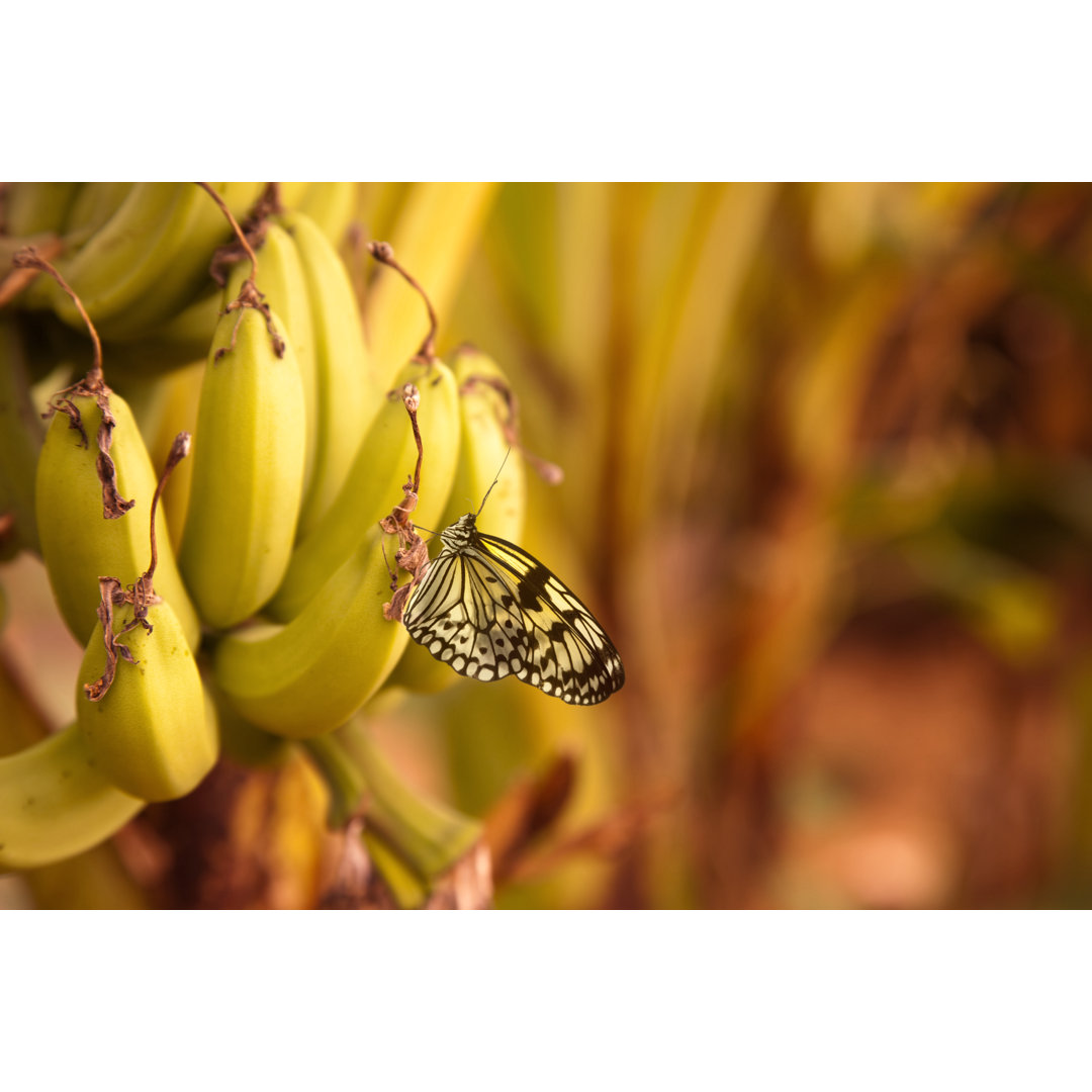 Schmetterling - Fotografie auf Leinwand