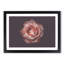 Pink Tipped Rose Flower - Framed Print-55769649-55769650