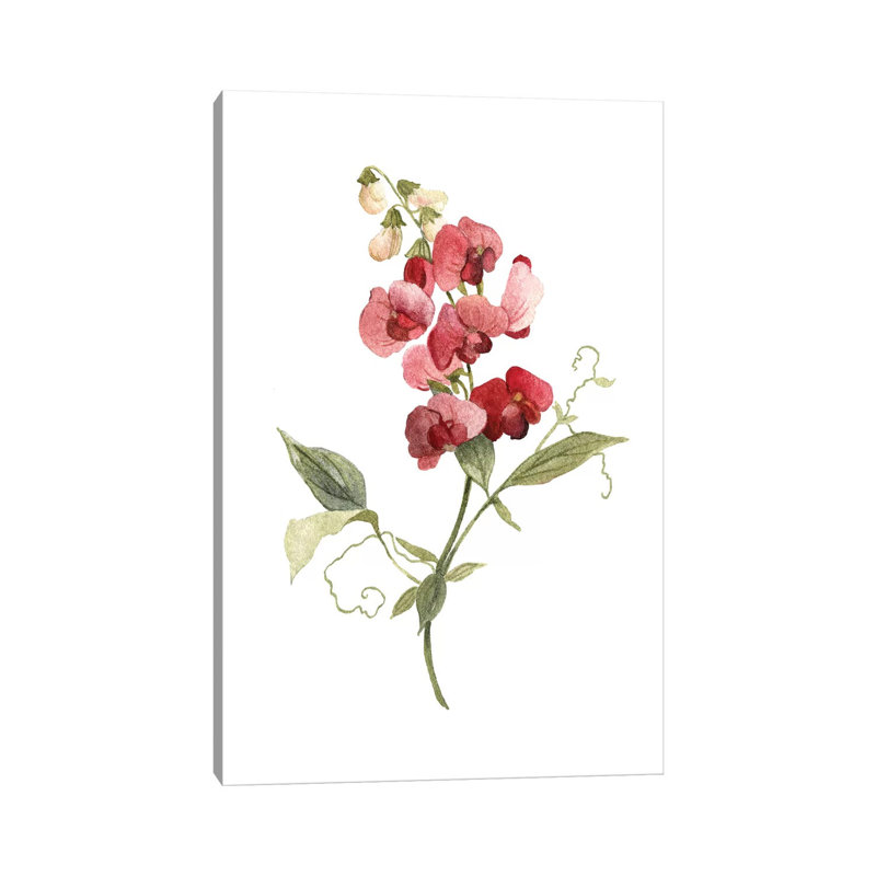 Scarlet Sweet Pea by Carol Robinson - Painting on Canvas, Wrapped Canvas, 152.5 cm H x 101.5 cm W x 3.175 cm D