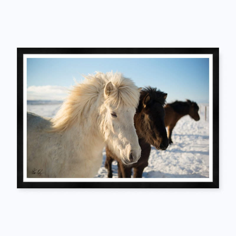 Icelandic Horse II Print
