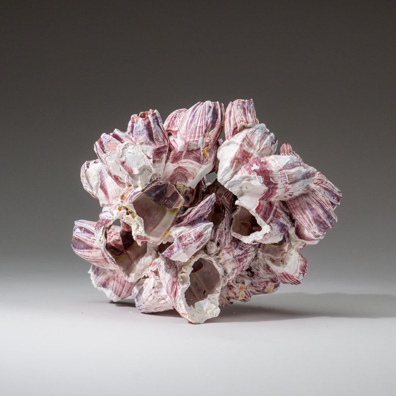 Genuine Purple Acorn Barnacle Cluster (1.5 Lbs)