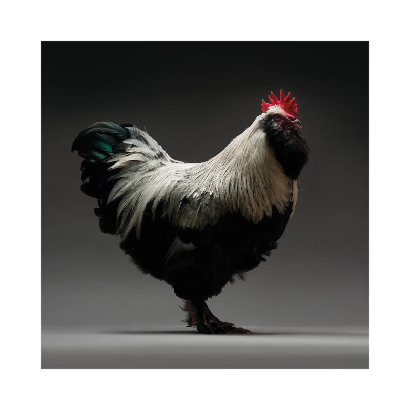 Faverolles - Wrapped Canvas Print, 30.48 cm H x 30.48 cm W