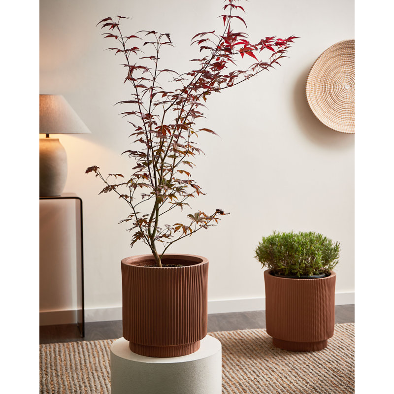 Pot Planter, 11.81" H x 11.81" W x 11.81" D