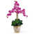 Orchidée est en rupture de stock