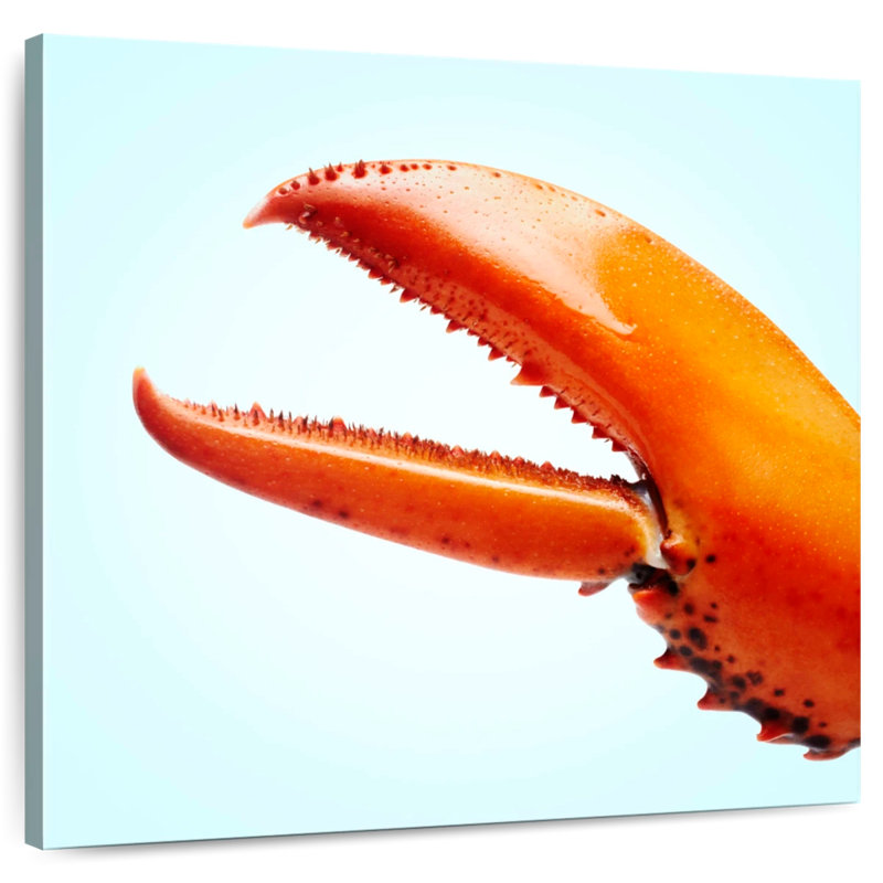 Griffe de homard rouge Brampt, H 33 po x l 33 po