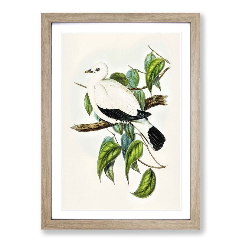 Torres Strait Fruit Pigeon by Elizabeth Gould - Picture Frame Painting Print, 48cm H x 36cm W x 2cm D, Oak Framed