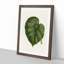 Illustration of a Green Leaf by Benjamin Fawcett - Framed Print-55769106-55769107