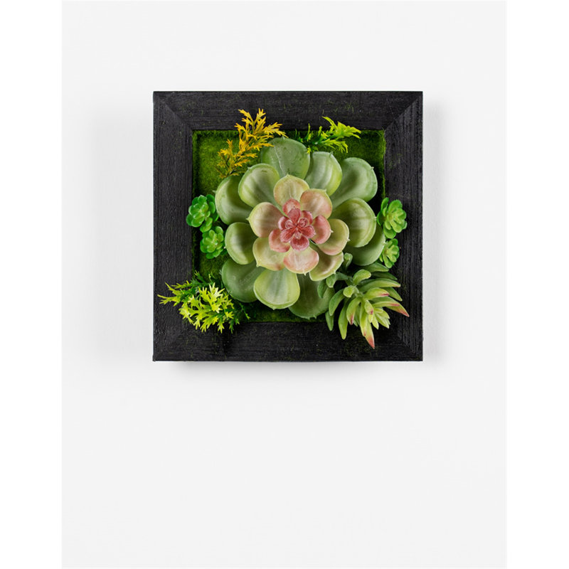 " Succulent " 6 - Pieces