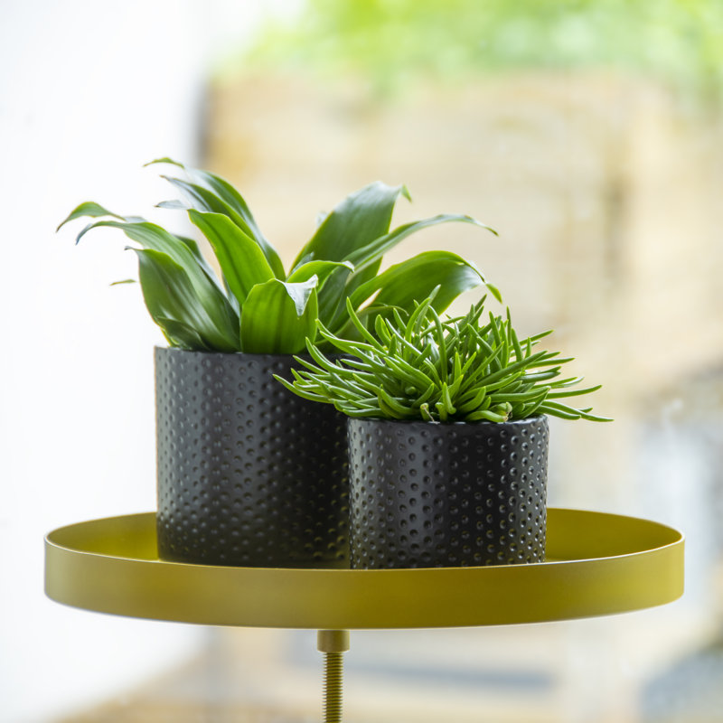 Windowsill Clamp, Gold, 24.6cm H x 24cm W x 24cm D