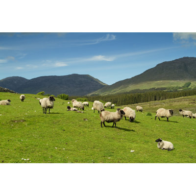 Vandling Sheep In Mountains - Wrapped Canvas Print