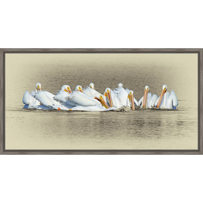 " White Pelicans "