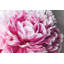 " Peony Blush " by 5by5collective-2676289-2676317-2676315