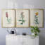 Toile encadrée de qualité supérieure Traditional Botanical I - prête à être accrochée-69982459-69982464