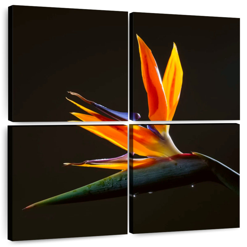 Harnek Exotic Crane Lily