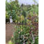 Amina Obelisk Trellis-212065372-212065373