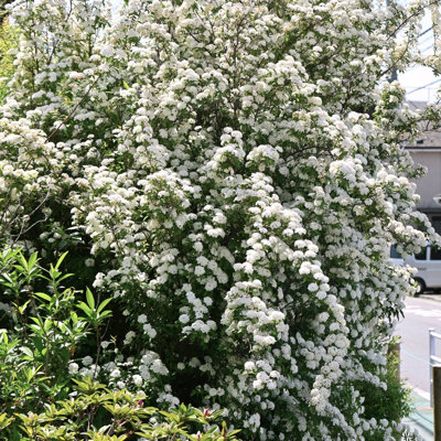 3 gal. Spirea Reeves