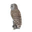 Barred Owl on branch | Handcrafted Decorative Bird Statue for Home & Garden | Premium Polyresin, Weather-Resistant Indoor/Outdoor Decor-651025577