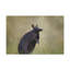 No Frame Print on Canvas
