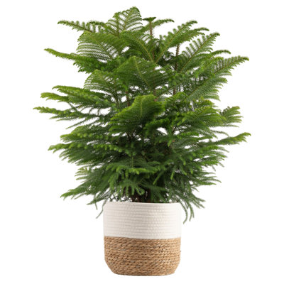 Costa Farms Indoor Norfolk Island Pine House Plant in 10-inch Holiday Décor