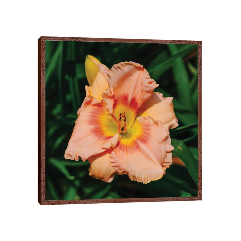 Daylily Garden X by Bethany Young - Print on Canvas, 93.98cm H x 93.98cm W x 3.81cm D, Classic Brown Wood Framed