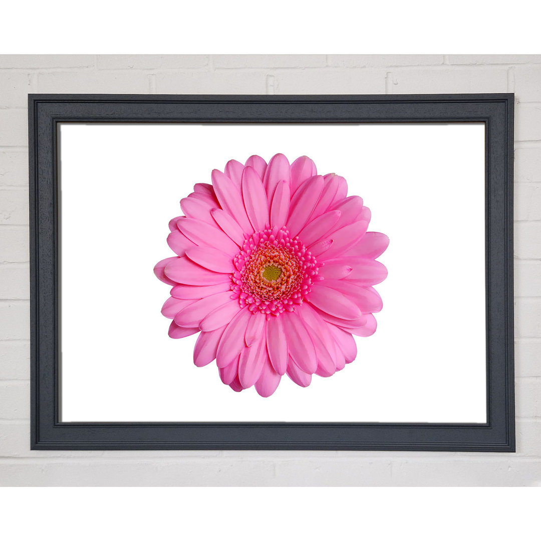 Leinwandbild Gerbera in Babypink - Blumen