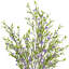 Buisson