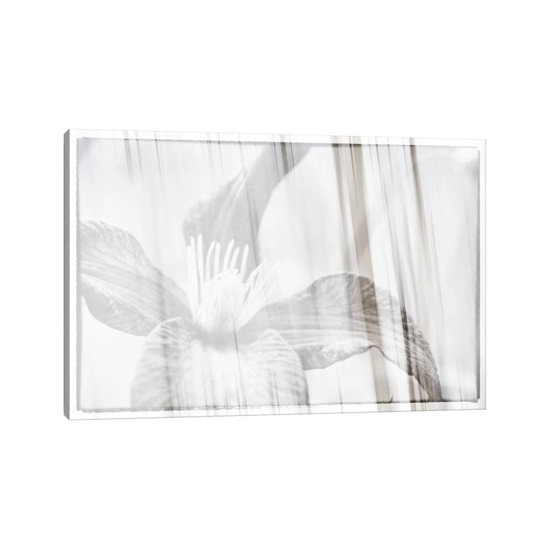 Black And White Clematis by Savanah Plank - Gallery-Wrapped Canvas Giclée on Canvas, Canvas, 30.48 cm H x 45.72 cm W