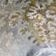 Ammonite fossile poli Carleton Smith