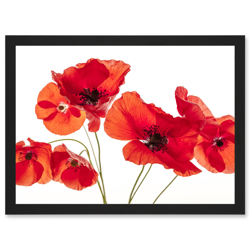Photo Nature Flower Poppy Heads Red Petals - Single Picture Frame Print