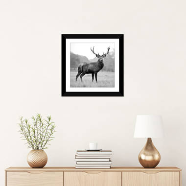 Masterpiece Art Gallery Proud Deer By PhotoINC Studio Canvas Art Print 24  x 24