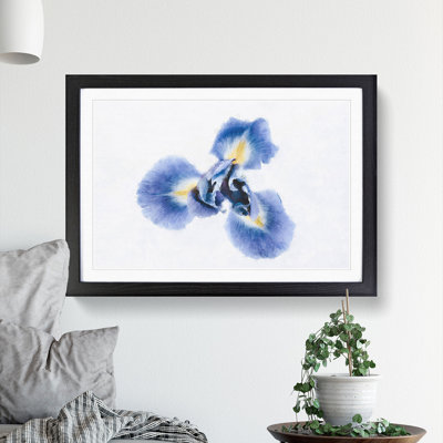 An Iris Flower In Blue - Picture Frame Painting Print