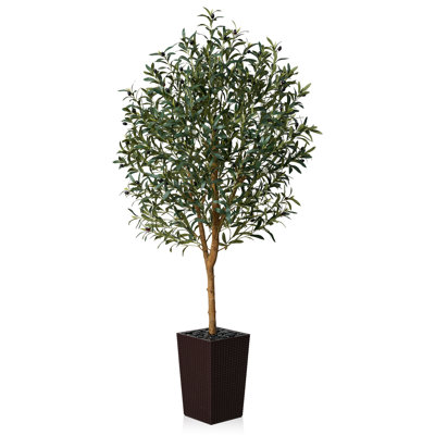 George Olive Tree in Decorative Vase