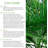 American Plant Exchange Windmill Palm Tree, 10-Inch Pot, Cold-Hardy Landscape Plant, Withstands Down to Zero Degrees F