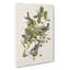Black-Poll Warbler Birds by John James Audubon - Wrapped Canvas-55371310