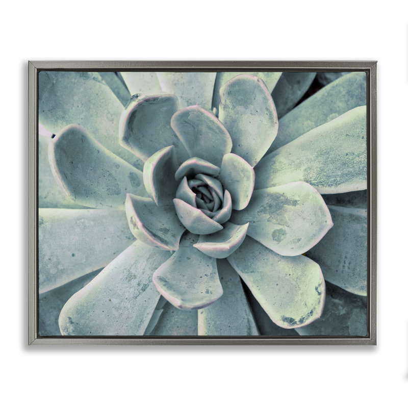 "Green Cactus Succulent", art mural sur toile flottante noire par Susan Bryant, H 17 po x l 21 po, Cadre flottant gris lustré
