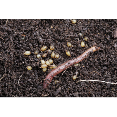 Red Worm Eggs In Compost by Temmuz Can Arsiray - No Frame Art Prints on Canvas