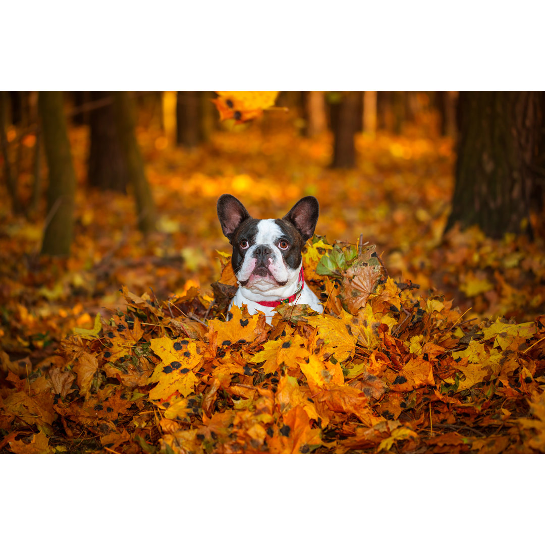 Fotografie auf Leinwand French Bulldog in Autumnal Scenery vom Patryk Kosmider