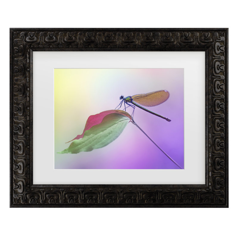 Œuvre encadrée «ologola bolognaise Fabrizio Daminelli Calopteryx Splendens », H 14,5 po x l 17,5 po