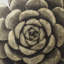 Gold Succulent B Print
