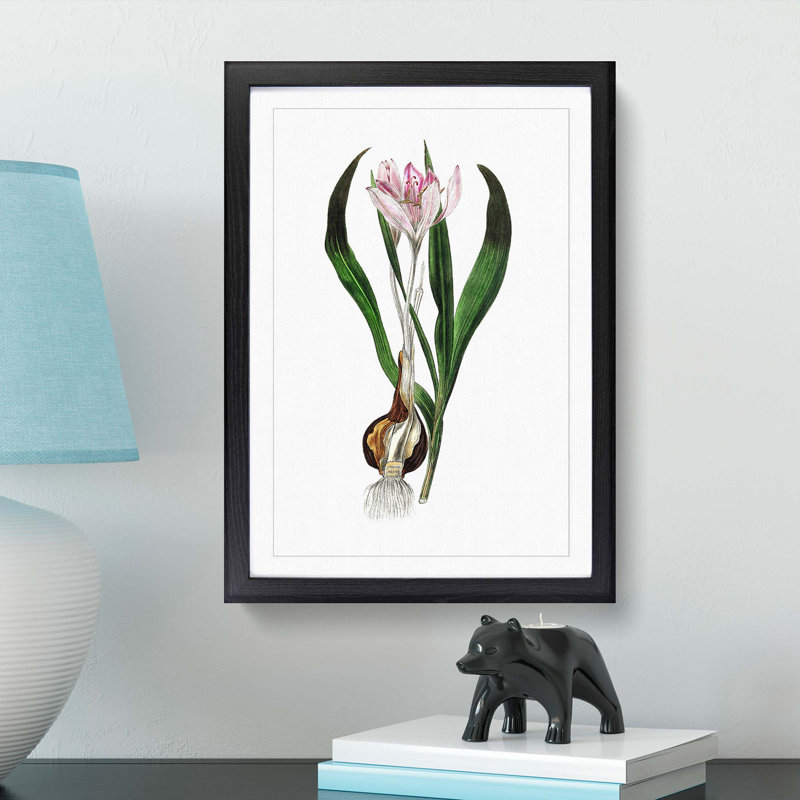 Autumn Crocus Flowers Illustration - Framed Print, 33cm H x 24cm W x 2cm D, Black Framed