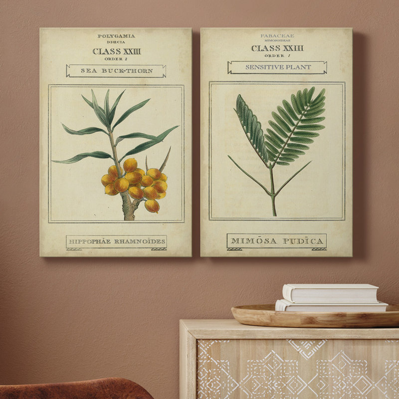 Toile tendue avec châssis Linnaean Botany III - prête à être accrochée, H 27 po x l 16 po x P 1 po