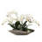 Orchid Arrangement in Tray