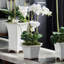 Barclay Butera Orchid In Ceramic Pot