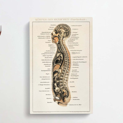 Anatomy Chart In German - Wrapped Canvas Print
