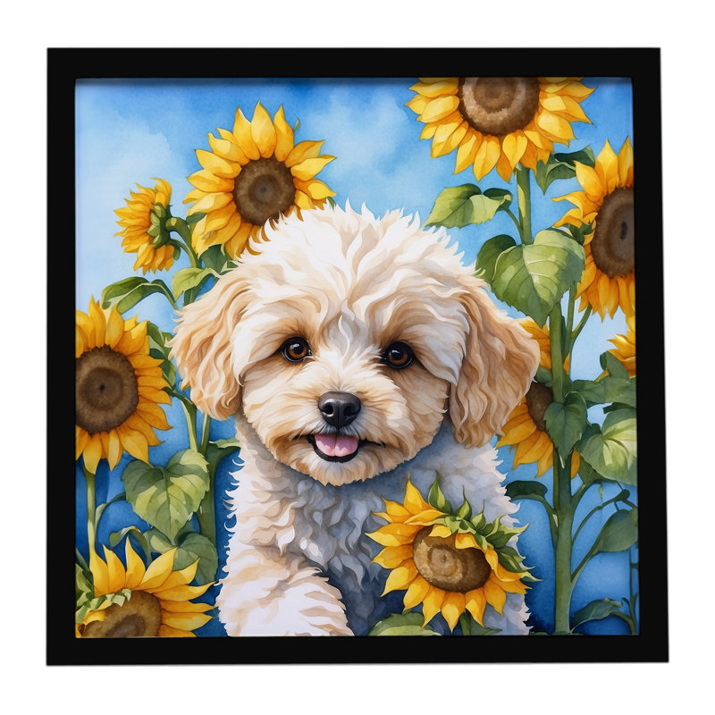 Maltipoo dans un tournesol, impression sur métal encadrée