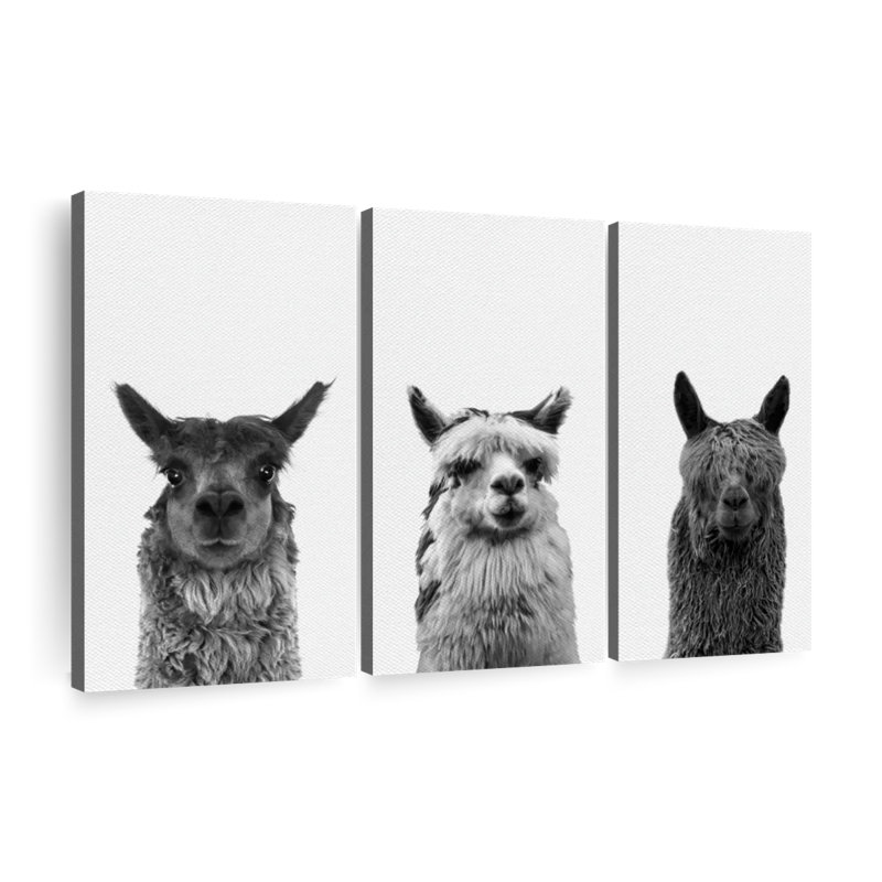 Trio Alpaca, reproduction d'art sur toile, H 36 po x l 57 po x P 1,25 po