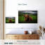 Vache Highland Brampt-107683288